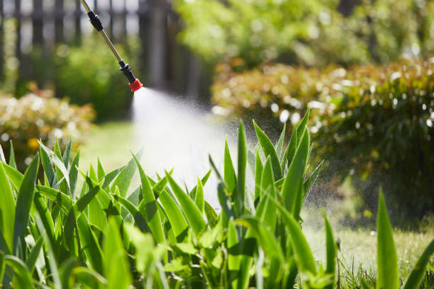 24/7 Emergency Termite Control experts in White Oak, TX